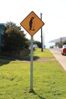 IMG_0776R 世界的にもレアな道路標識。道路なのにペンギンって・・・。