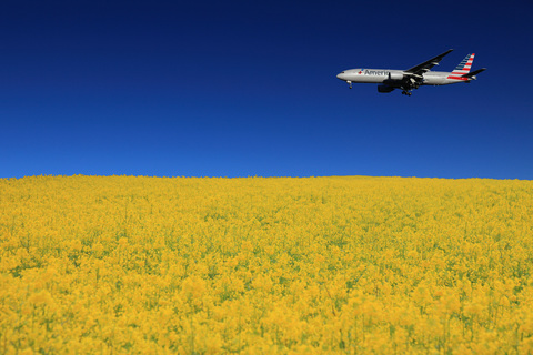 菜の花と飛行機合成.jpg