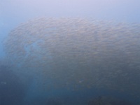 IMG 0136