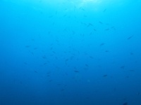 IMG 0221