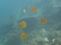 IMG 0327