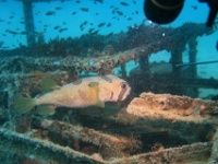 IMG 0409