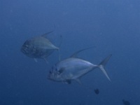 IMG 0456