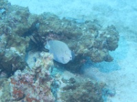 IMG 1523D