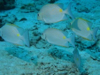IMG 2730D
