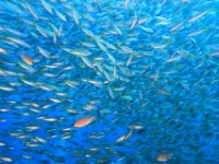 IMG 6098D