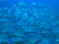 IMG 7094D