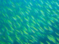 IMG 7115D