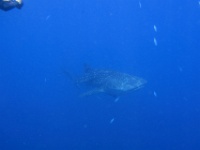 IMG 7388D