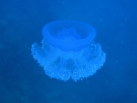 IMG 0061