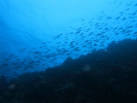 IMG 0090
