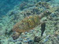 IMG 0299