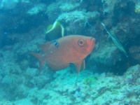 IMG 0305