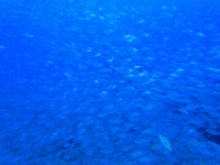 IMG 6599