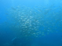 IMG 7023