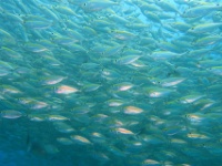 IMG 7066