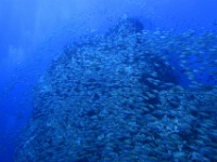 IMG 7277
