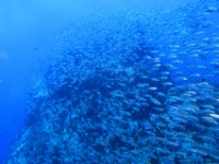 IMG 7279