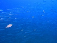 IMG 7577