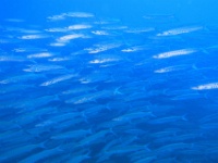 IMG 7579