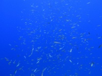 IMG 7797