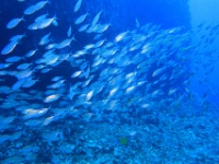IMG 7830