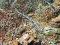 DSC02334