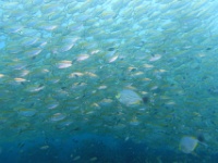 DSC06080