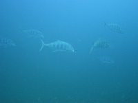 DSC02506