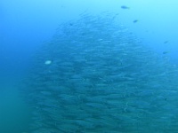 DSC03669