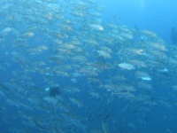 DSC07072
