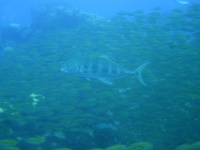 DSC01979