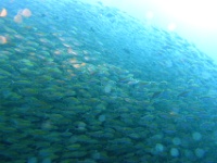DSC01998