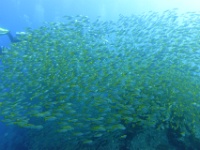 DSC02386
