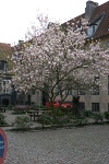 IMG 8098