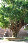 IMG 0909