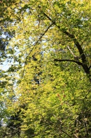 IMG_8908RH