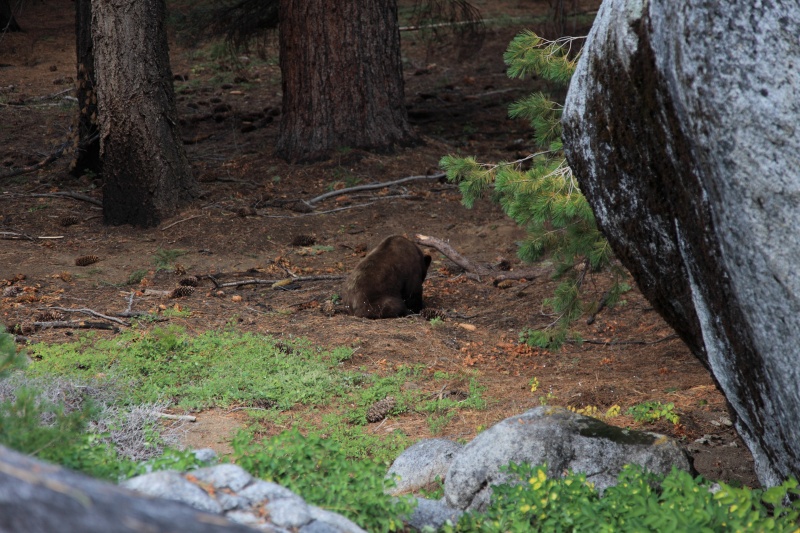 IMG_5748R 森のクマさん登場。<BR>
先ほど牽きそうになったときには余裕無くて写真が撮れていなかったんだ。