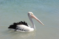 IMG_6974 Ȃ񂾂傫ȒʂYĂȂƌƁAȂƃyJB
