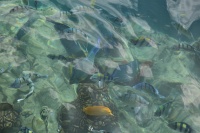 IMG_4698R