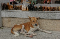 IMG 0787  アジア名物、のたれる犬。タイと言うこともありバックはゾウさんが飾っています。