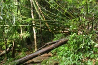 IMG 0900  通り道遮断中。