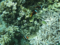 DSC00077 