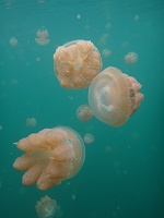 DSC00161 ひたすらクラゲの画像をお楽しみください。