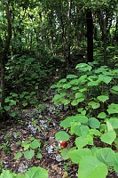 IMG_1702R