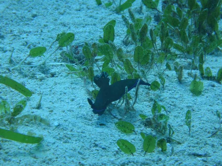 DSC00083 