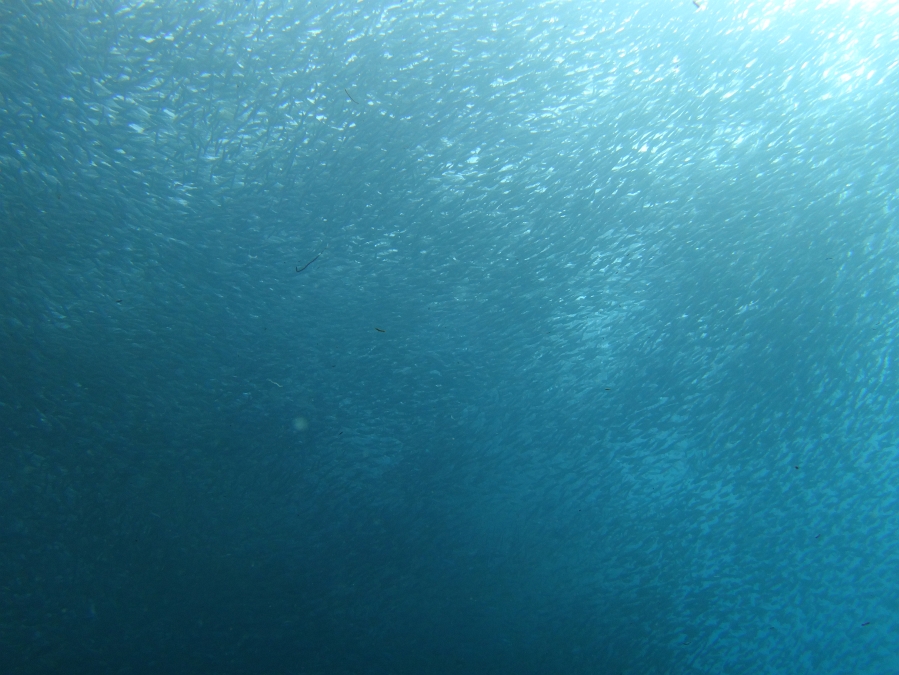 DSC00099 