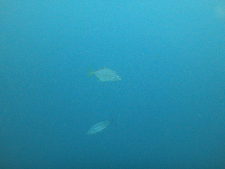 DSC00102 イワシの魚群をめがけて猛スピードで突っ込んでくるカツオさん。<BR>
あんなのにぶち当たったらけがでは済まないでしょう。