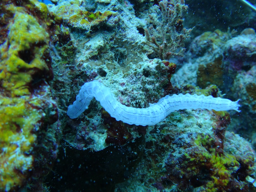 DSC00103 