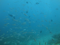 DSC00059 ま、一応サカナの写真も撮りますけど。